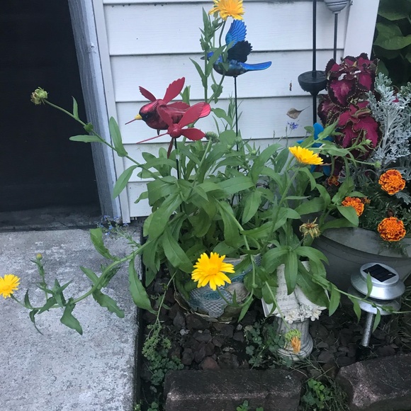 💕LIVE SHOW NOTIFICATION🌺 - Picture 11 of 16